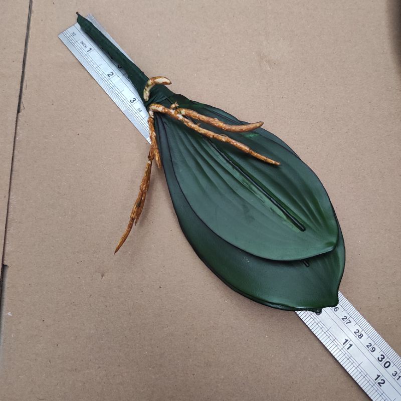 26cm